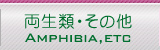 WING-21の両生類・その他