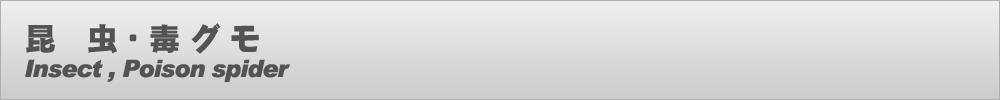 WING-21の昆虫・毒グモ