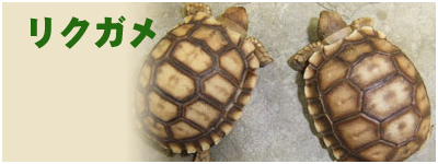 WING-21のリクガメ
