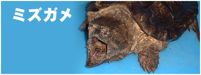 WING-21のミズカメ